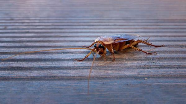 Кореянка подожгла многоквартирный дом в попытке убить таракана с помощью огня
